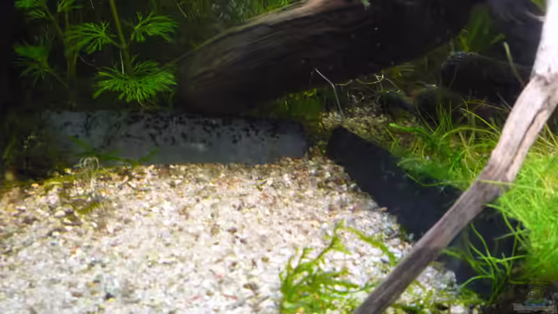 Dekoration im Aquarium Gesellschaftsbecken von Ralf Kottmeier (33)