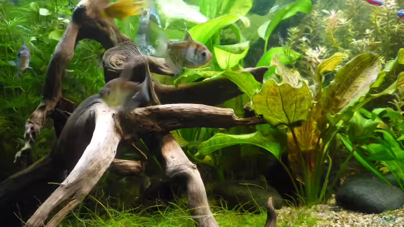 Dekoration im Aquarium Gesellschaftsbecken von Ralf Kottmeier (34)