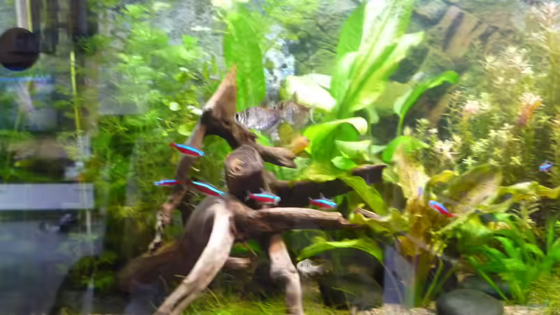 Dekoration im Aquarium Gesellschaftsbecken von Ralf Kottmeier (36)