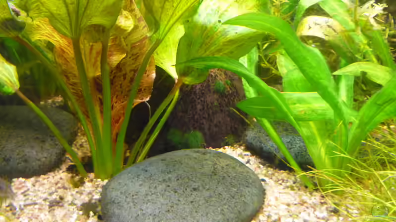 Dekoration im Aquarium Gesellschaftsbecken von Ralf Kottmeier (37)