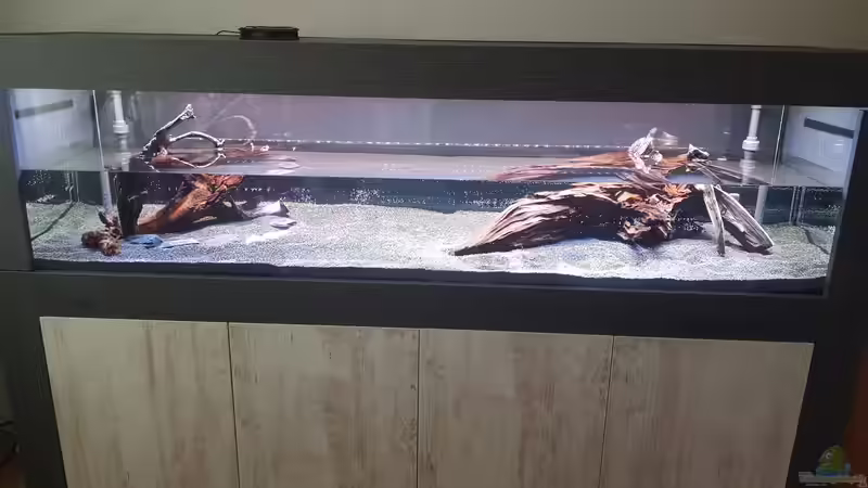 Dekoration im Aquarium Gesellschaftsbecken von Tabu (14)