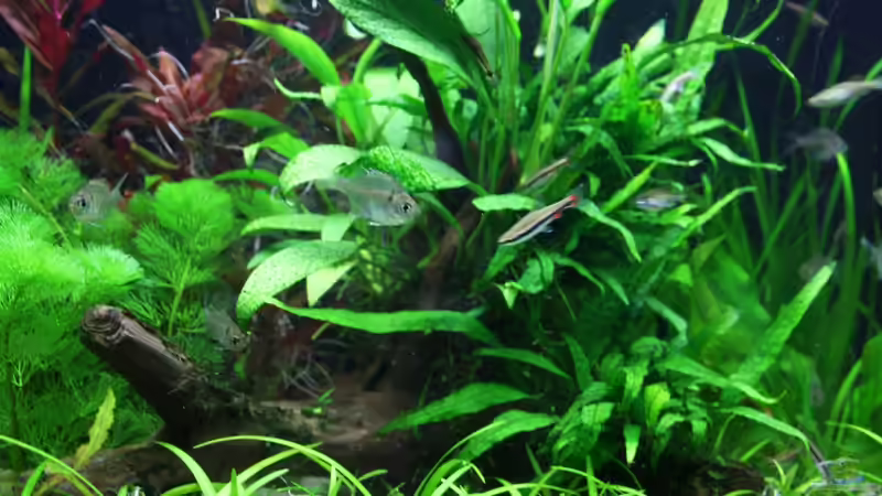 Dekoration im Aquarium Gesellschaftsbeckern von Marcel Becker (7)