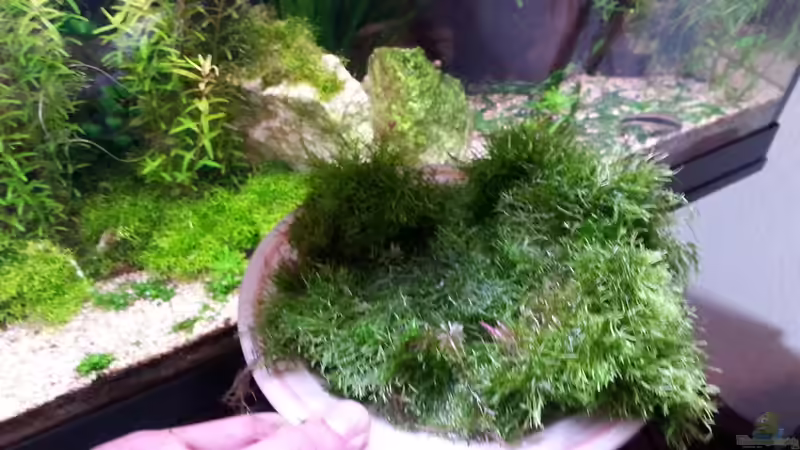 Dekoration im Aquarium Gesellschaftsdickicht von SK Aquarienleben (39)