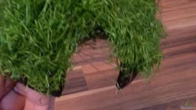 Dekoration im Aquarium Gesellschaftsdickicht von SK Aquarienleben (40)