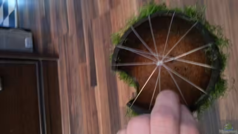 Dekoration im Aquarium Gesellschaftsdickicht von SK Aquarienleben (41)