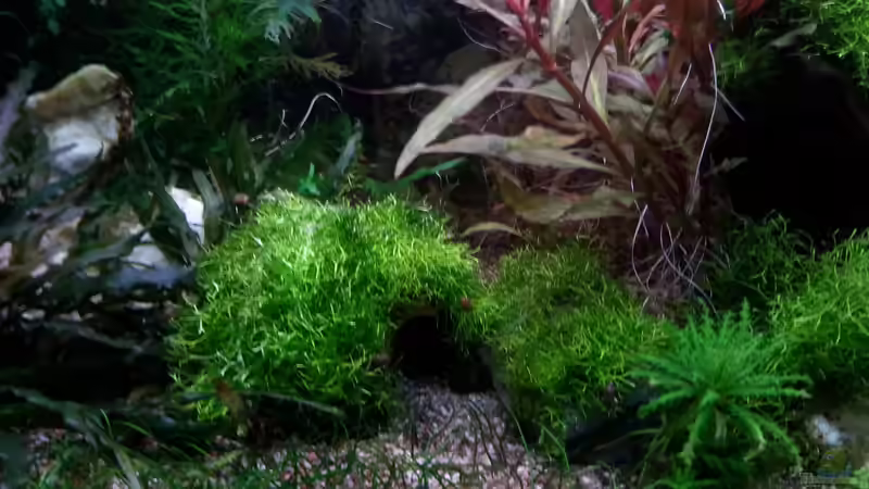 Dekoration im Aquarium Gesellschaftsdickicht von SK Aquarienleben (42)