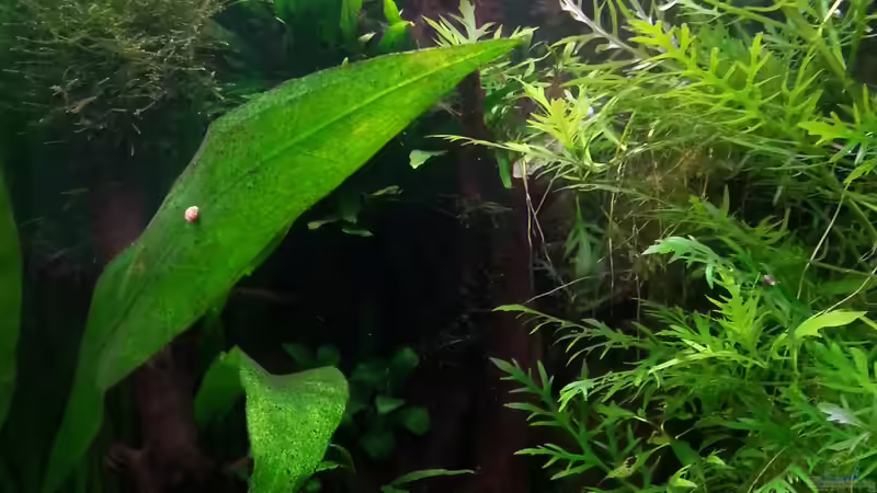 Dekoration im Aquarium Gesellschaftsdickicht von SK Aquarienleben (45)