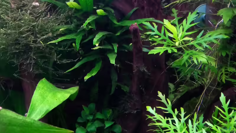 Dekoration im Aquarium Gesellschaftsdickicht von SK Aquarienleben (46)
