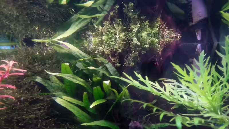 Dekoration im Aquarium Gesellschaftsdickicht von SK Aquarienleben (47)