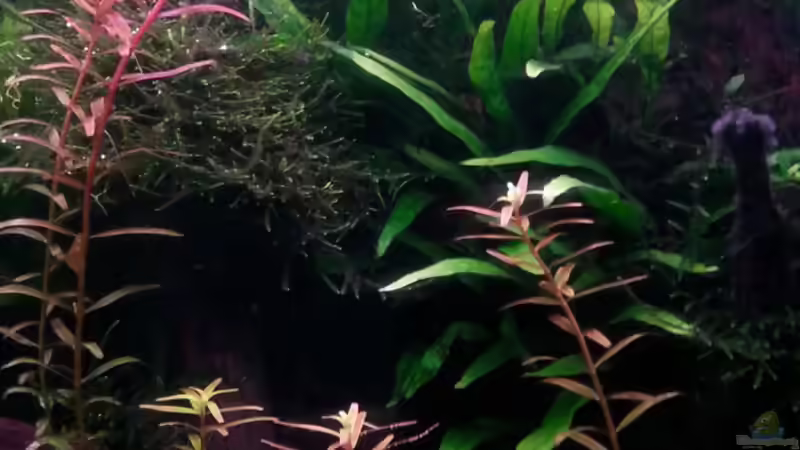 Dekoration im Aquarium Gesellschaftsdickicht von SK Aquarienleben (48)