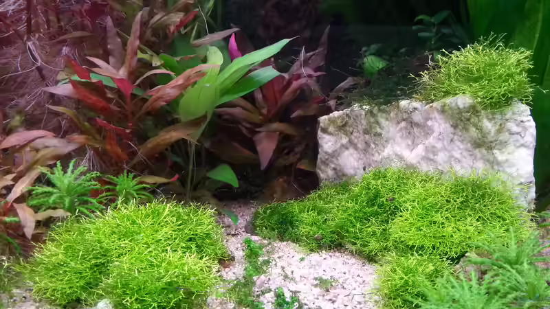 Dekoration im Aquarium Gesellschaftsdickicht von SK Aquarienleben (49)