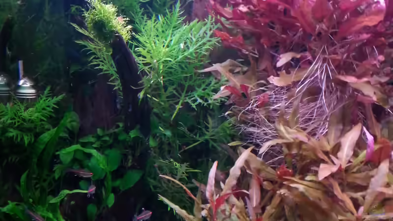 Dekoration im Aquarium Gesellschaftsdickicht von SK Aquarienleben (50)