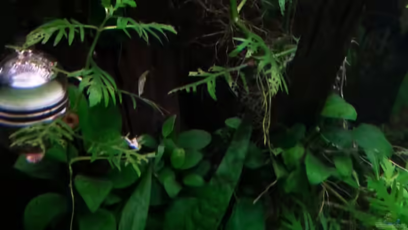 Dekoration im Aquarium Gesellschaftsdickicht von SK Aquarienleben (51)