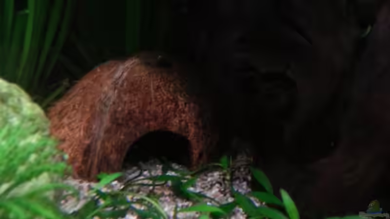 Dekoration im Aquarium Gesellschaftsdickicht von SK Aquarienleben (52)