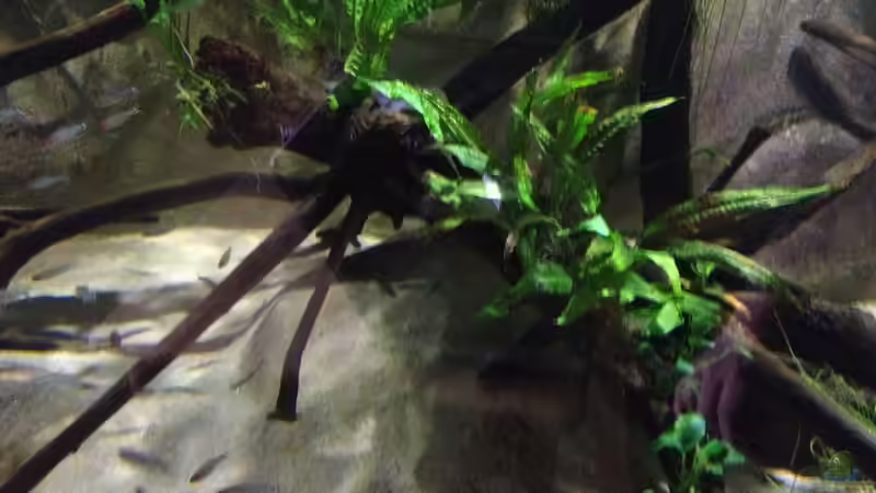 Dekoration im Aquarium Giant and Dwarfs von Jürgen Herb (20)