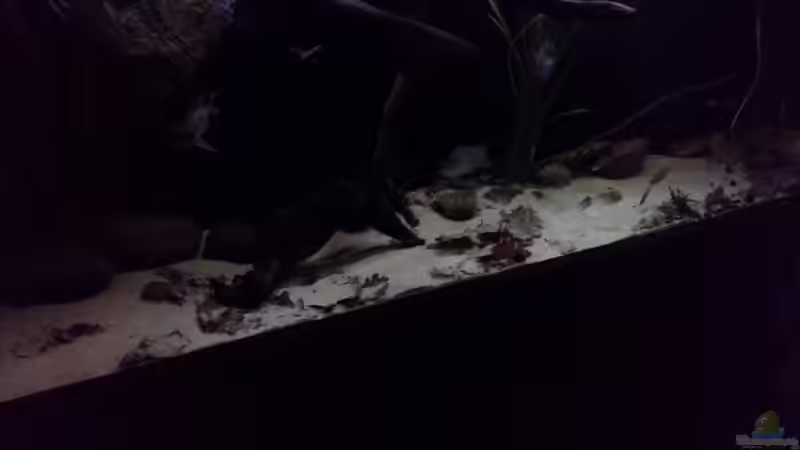 Dekoration im Aquarium Gibt es nicht mehr. von Dominik Wexenberger (19)