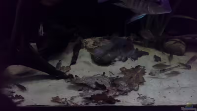 Dekoration im Aquarium Gibt es nicht mehr. von Dominik Wexenberger (20)