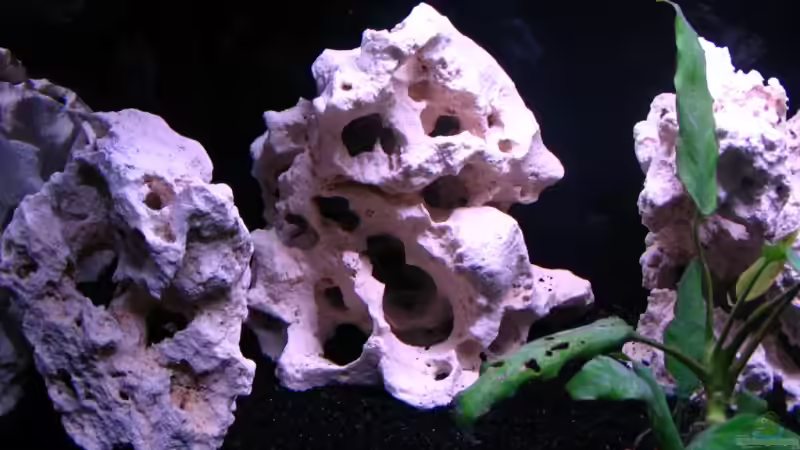 Dekoration im Aquarium Gladsheim von T H O R (14)