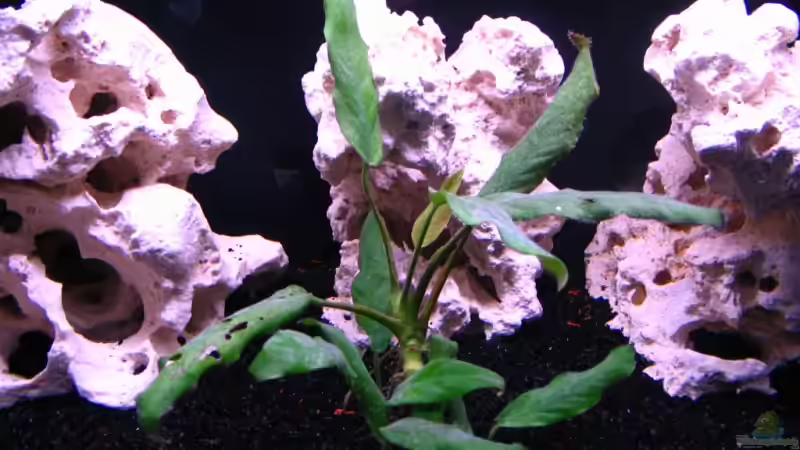 Dekoration im Aquarium Gladsheim von T H O R (15)