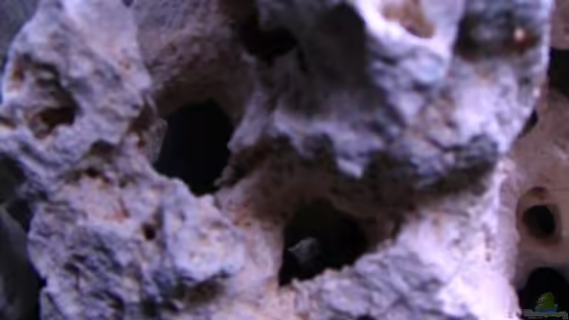 Dekoration im Aquarium Gladsheim von T H O R (18)