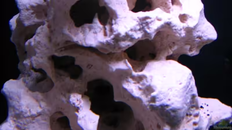 Dekoration im Aquarium Gladsheim von T H O R (19)