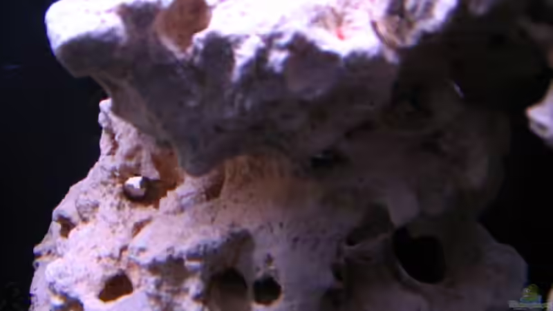 Dekoration im Aquarium Gladsheim von T H O R (20)