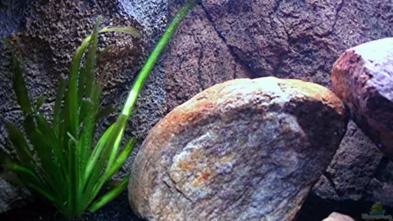 Dekoration im Aquarium Gladsheim von T H O R (22)