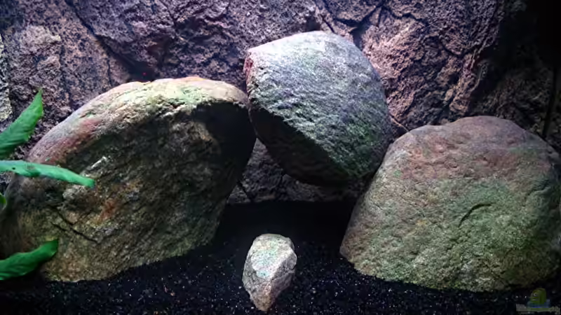 Dekoration im Aquarium Gladsheim von T H O R (23)