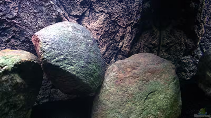 Dekoration im Aquarium Gladsheim von T H O R (24)