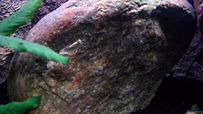 Dekoration im Aquarium Gladsheim von T H O R (26)