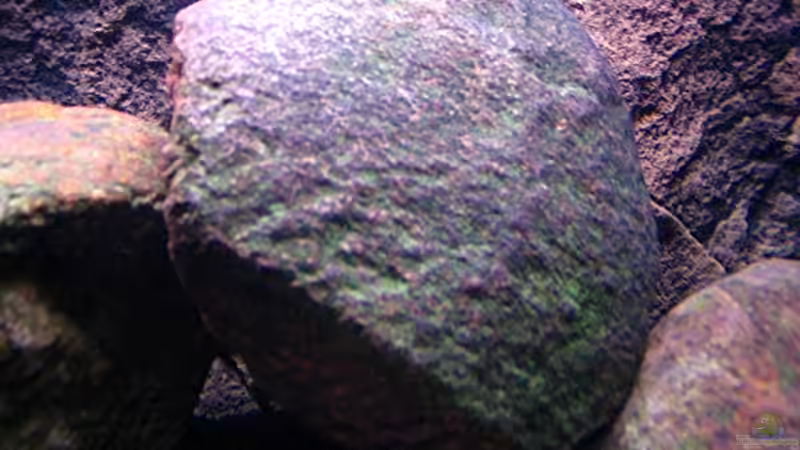 Dekoration im Aquarium Gladsheim von T H O R (27)