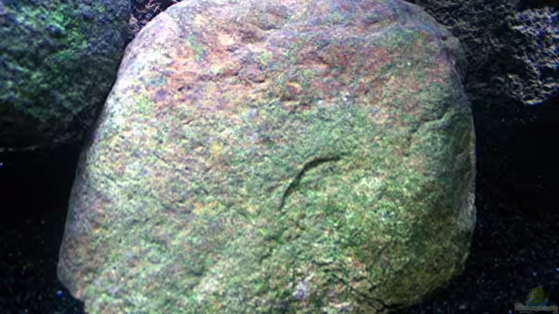 Dekoration im Aquarium Gladsheim von T H O R (28)