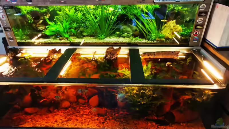 Dekoration im Aquarium Golden River von Aquaristik NaturBegabt (10)