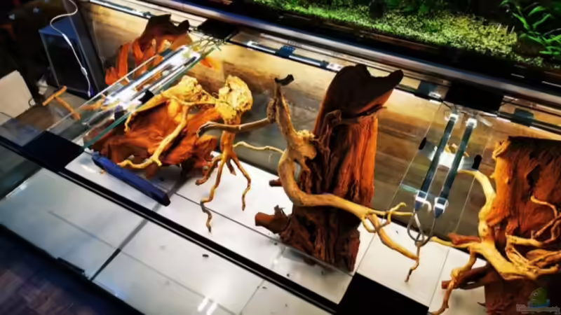 Dekoration im Aquarium Golden River von Aquaristik NaturBegabt (3)