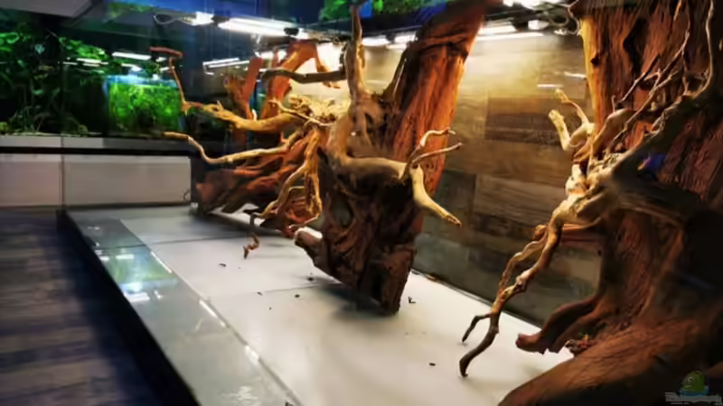 Dekoration im Aquarium Golden River von Aquaristik NaturBegabt (4)