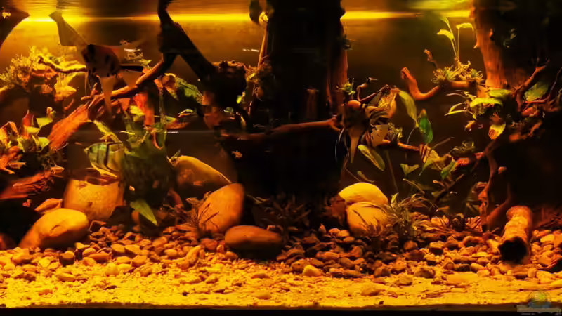 Dekoration im Aquarium Golden River von Aquaristik NaturBegabt (5)