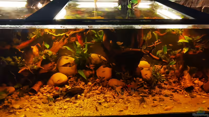 Dekoration im Aquarium Golden River von Aquaristik NaturBegabt (6)