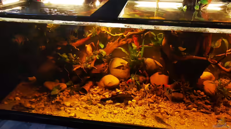 Dekoration im Aquarium Golden River von Aquaristik NaturBegabt (8)