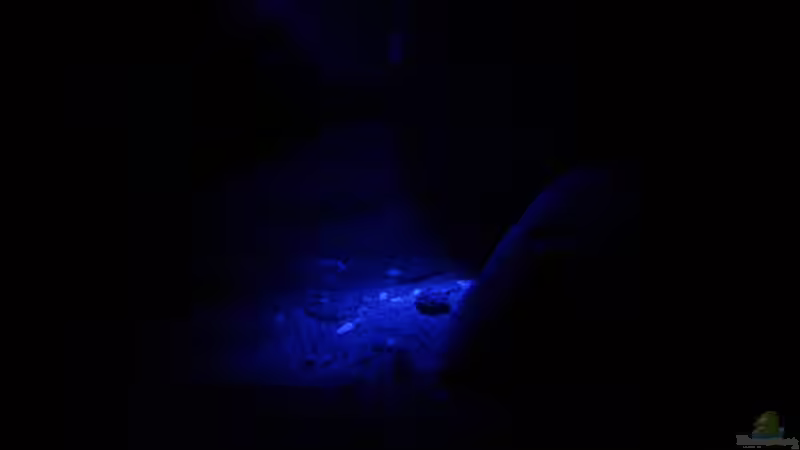 Dekoration im Aquarium Great Rift - nur noch Beispiel von Didi (23)