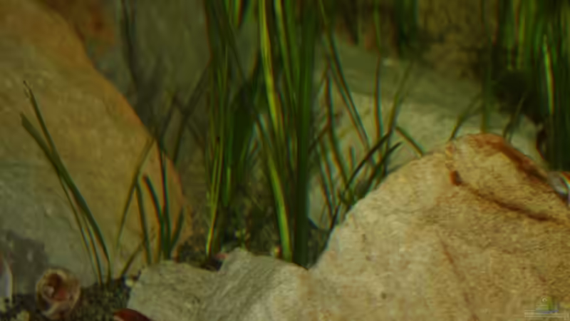 Dekoration im Aquarium Great Rift - nur noch Beispiel von Didi (24)