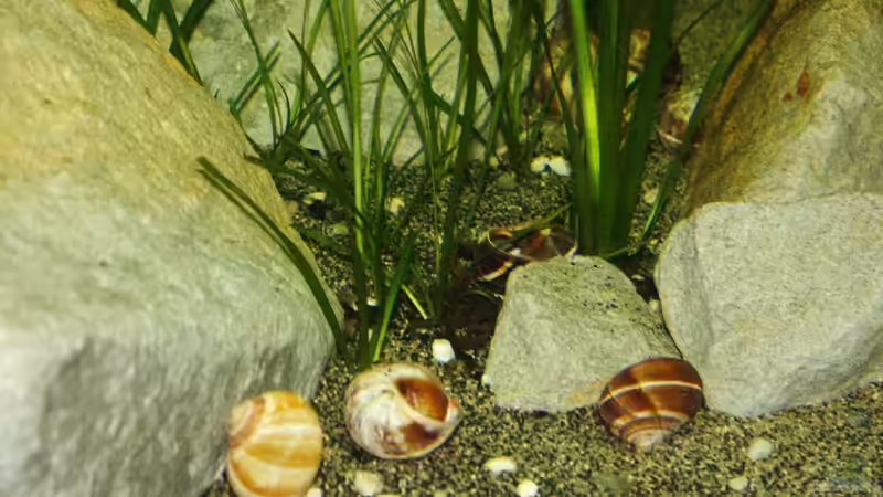 Dekoration im Aquarium Great Rift - nur noch Beispiel von Didi (26)