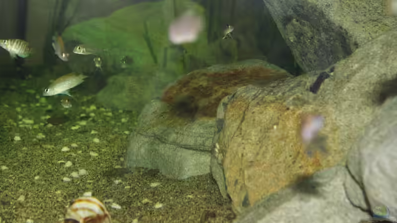 Dekoration im Aquarium Great Rift - nur noch Beispiel von Didi (27)