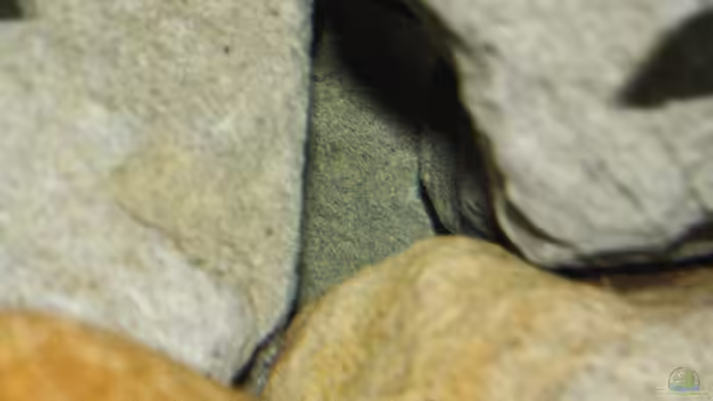 Dekoration im Aquarium Great Rift - nur noch Beispiel von Didi (28)