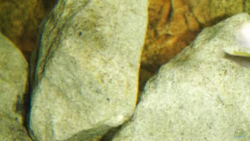 Dekoration im Aquarium Great Rift - nur noch Beispiel von Didi (30)