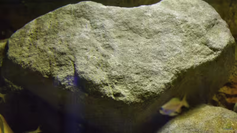 Dekoration im Aquarium Great Rift - nur noch Beispiel von Didi (31)