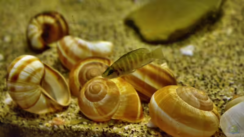 Dekoration im Aquarium Great Rift - nur noch Beispiel von Didi (32)