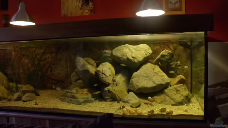 Dekoration im Aquarium Great Rift - nur noch Beispiel von Didi (33)