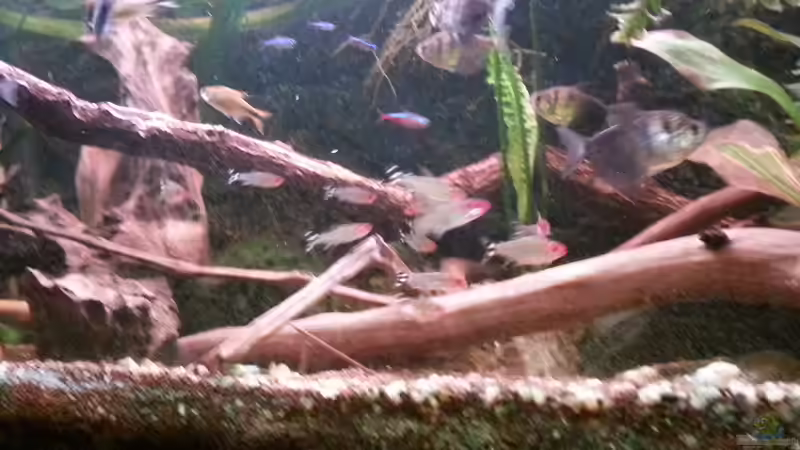 Dekoration im Aquarium Green Amazonas von Zomic (6)