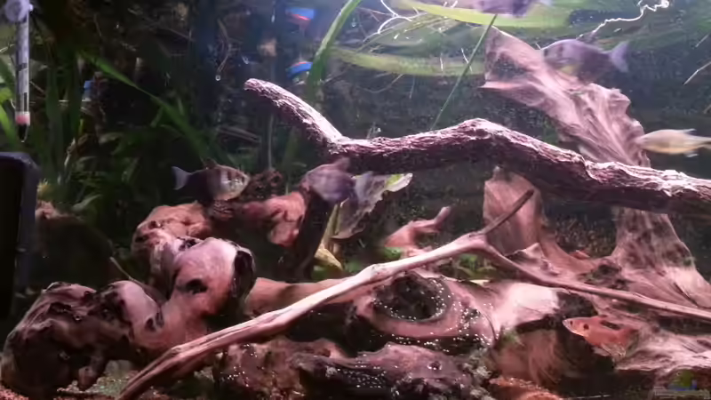 Dekoration im Aquarium Green Amazonas von Zomic (7)