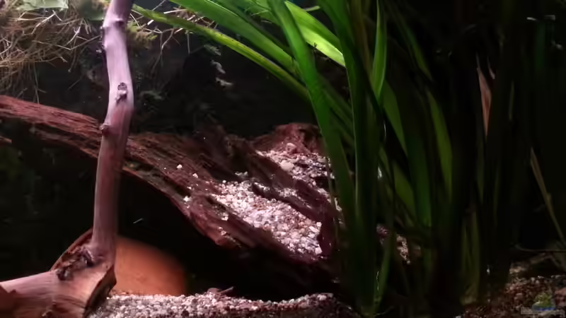 Dekoration im Aquarium Green Amazonas von Zomic (8)